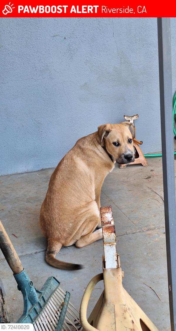 Lost Female Dog last seen Stoddard Ave and Fairmount Blvd, Riverside, CA 92501