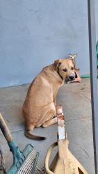Lost Female Dog last seen Stoddard Ave and Fairmount Blvd, Riverside, CA 92501