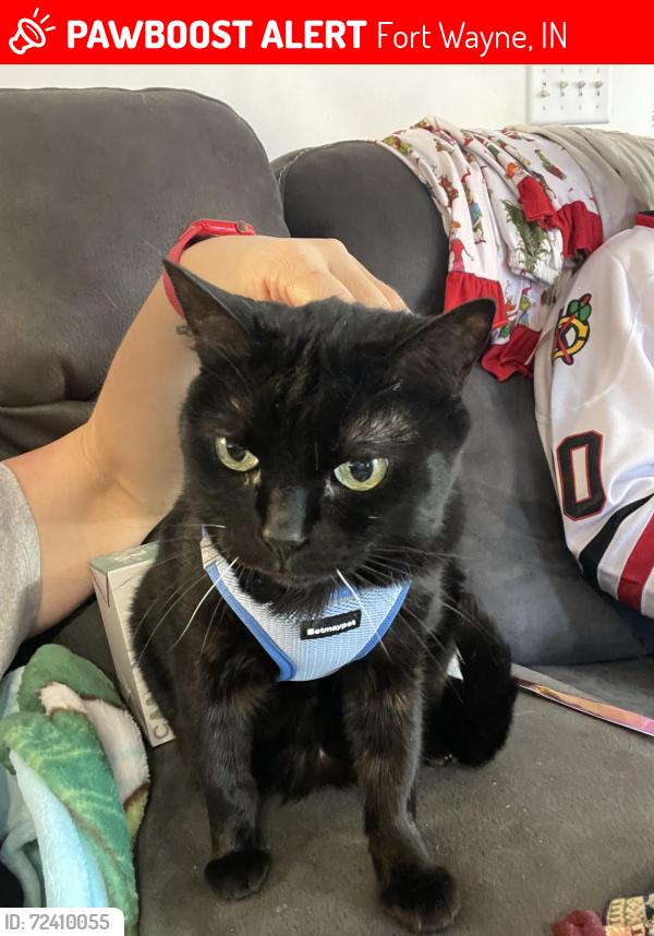 Lost Male Cat last seen Rollingwood Lane, Ft. Wayne IN, Fort Wayne, IN 46845