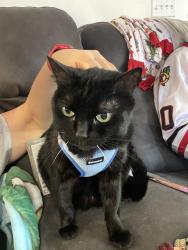 Lost Male Cat last seen Rollingwood Lane, Ft. Wayne IN, Fort Wayne, IN 46845