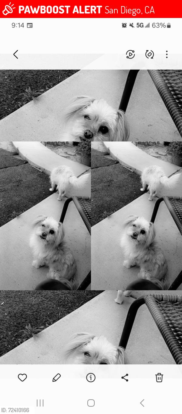 Lost Male Dog last seen Winlow St and Dwight st San diego ca  92105 , San Diego, CA 92105