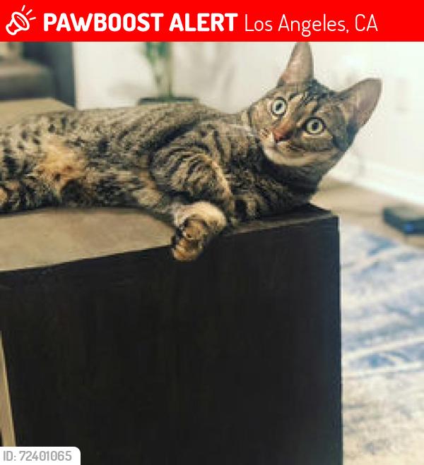 Lost Male Cat last seen Magnolia Walk Community, Los Angeles, CA 90059