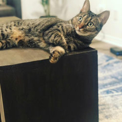 Lost Male Cat last seen Magnolia Walk Community, Los Angeles, CA 90059