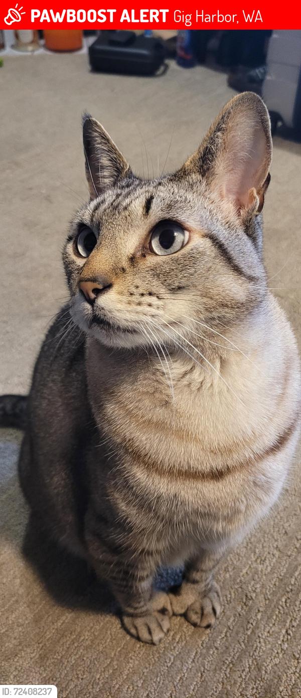 Lost Male Cat last seen By the new PenMet Parks Rec Center, Gig Harbor, WA 98335