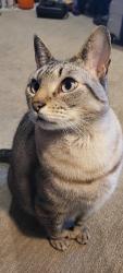 Lost Male Cat last seen By the new PenMet Parks Rec Center, Gig Harbor, WA 98335
