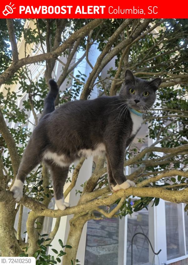 Lost Male Cat last seen Mallet Hill Rd. Columbia , Columbia, SC 29223
