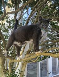 Lost Male Cat last seen Mallet Hill Rd. Columbia , Columbia, SC 29223