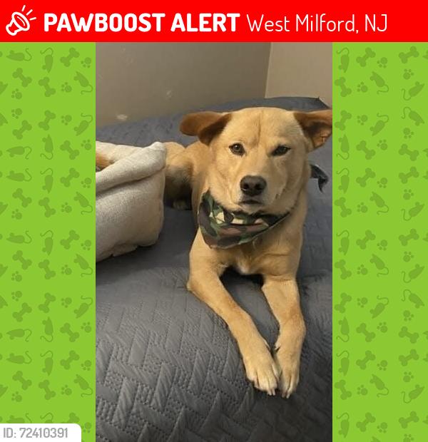 Lost Male Dog last seen Saint Joseph Church, Germantown Road, West Milford, NJ 07480