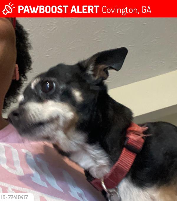 Lost Female Dog last seen Saddlebrook subdivision on Kirkland rd, Covington, GA 30016