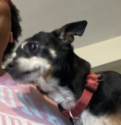 Lost Female Dog last seen Saddlebrook subdivision on Kirkland rd, Covington, GA 30016