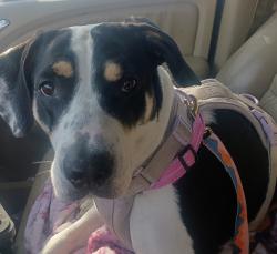 Lost Female Dog last seen 47th & Gaylord in the Elriya-Swansea neighborhood , Denver, CO 80216