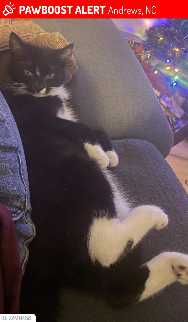 Lost Male Cat last seen Near Kingsgate Ln, Andrews, North Carolina, Andrews, NC 28901
