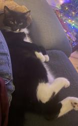Lost Male Cat last seen Near Kingsgate Ln, Andrews, North Carolina, Andrews, NC 28901
