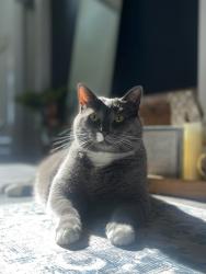 Lost Female Cat last seen Falls of Neuse and Waterlow Park Lane , Raleigh, NC 27614
