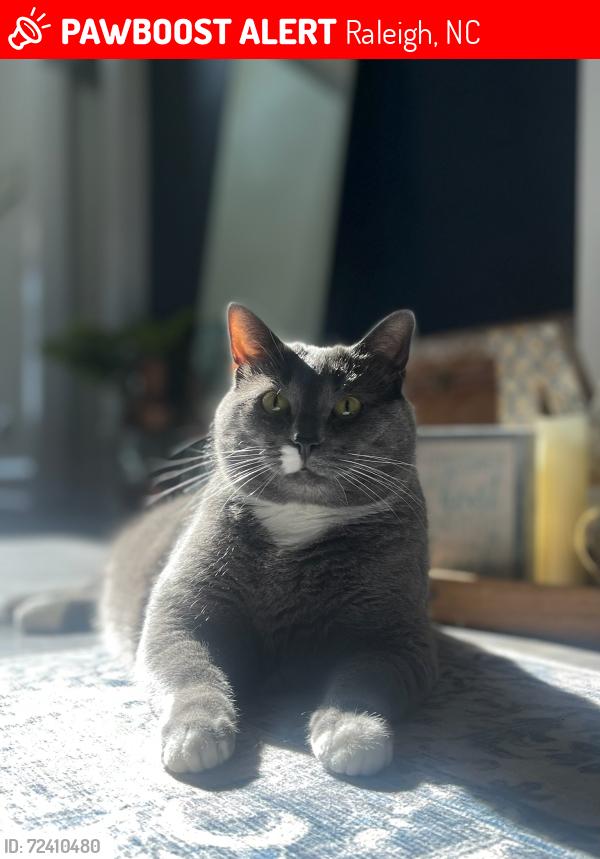 Lost Female Cat last seen Falls of Neuse and Waterlow Park Lane , Raleigh, NC 27614