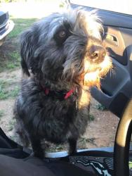 Lost Female Dog last seen Williams bottom rd, Inman, SC 29349