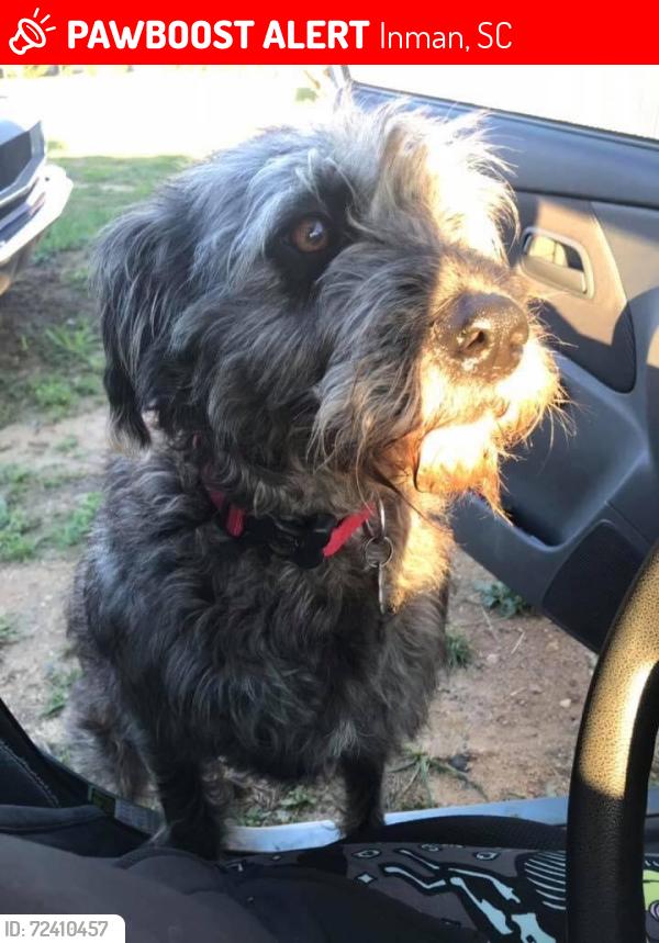 Lost Female Dog last seen Williams bottom rd, Inman, SC 29349