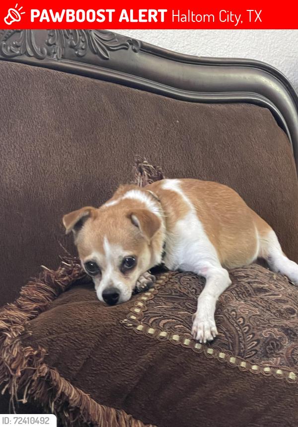 Lost Female Dog last seen McKibben St, Haltom City, TX 76117