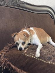Lost Female Dog last seen McKibben St, Haltom City, TX 76117