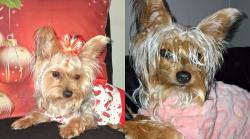 Lost Female Dog last seen This happened on Indiana Avenue, near the library and McPherson Park in Kensington., Philadelphia, PA 19134