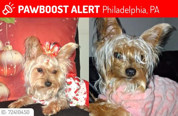 Lost Female Dog last seen This happened on Indiana Avenue, near the library and McPherson Park in Kensington., Philadelphia, PA 19134