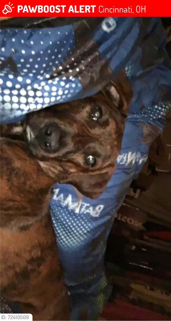 Lost Female Dog last seen Norwood Ave, Cincinnati, OH 45212
