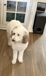 Lost Female Dog last seen Old Farm Rd and Ft Hamer, Parrish, FL 34219
