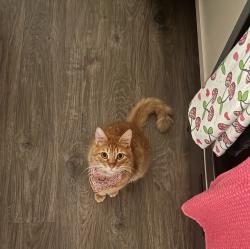 Lost Male Cat last seen Mathias, Hays County, TX 78640