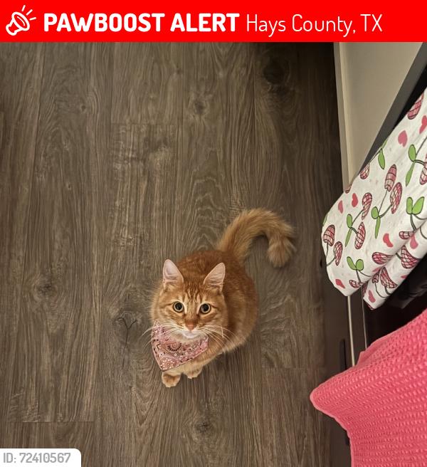 Lost Male Cat last seen Mathias, Hays County, TX 78640