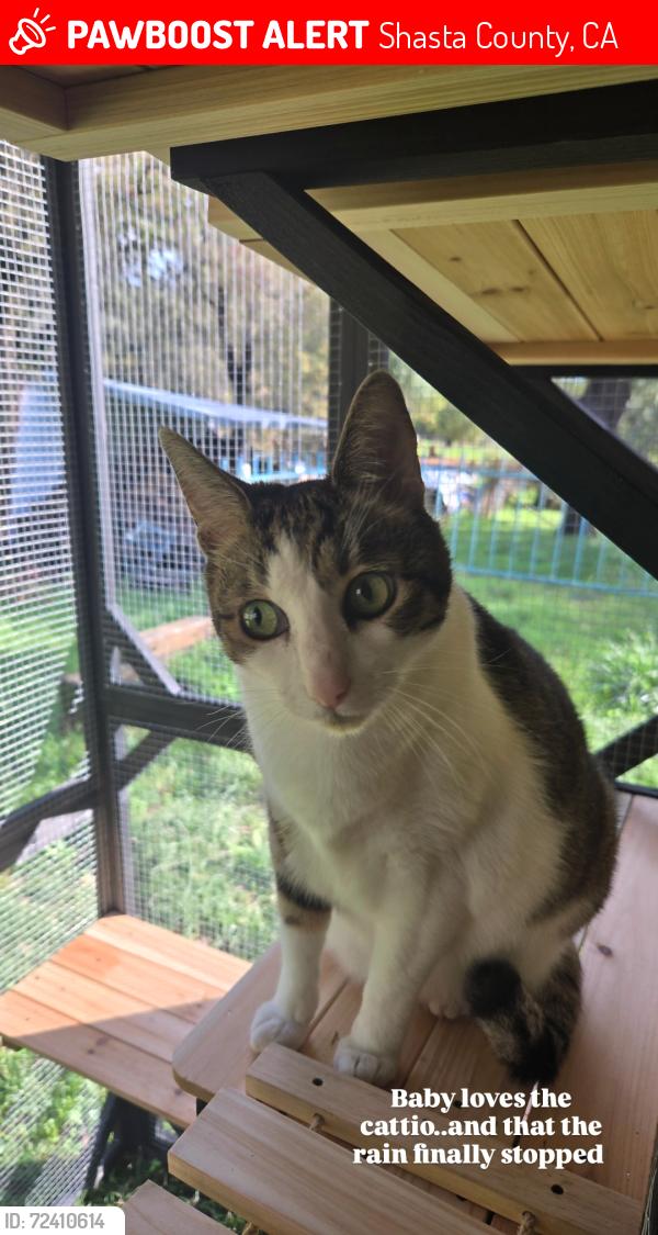 Lost Male Cat last seen Walter Ave/Union School Rd, Shasta County, CA 96003