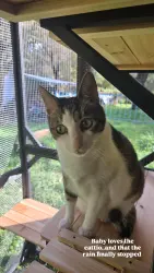 Lost Male Cat last seen Walter Ave/Union School Rd, Shasta County, CA 96003