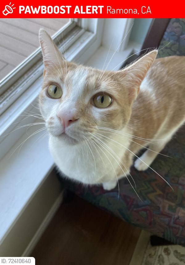 Lost Female Cat last seen Mt Woodson, Ramona, Ramona, CA 92065