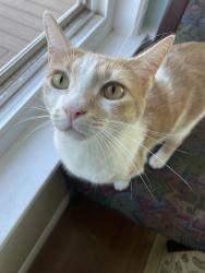 Lost Female Cat last seen Mt Woodson, Ramona, Ramona, CA 92065