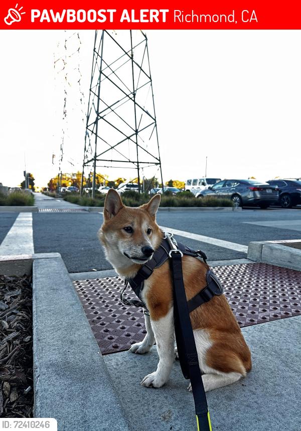 Lost Male Dog last seen Rosevelt , Richmond, CA 94804