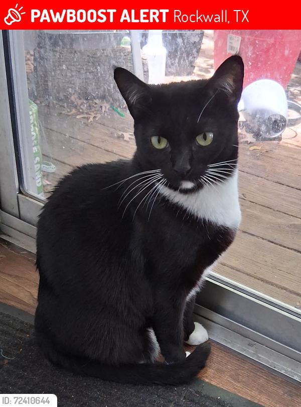 Lost Female Cat last seen East Bank apmts, Rockwall, TX 75087