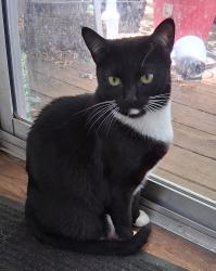 Lost Female Cat last seen East Bank apmts, Rockwall, TX 75087
