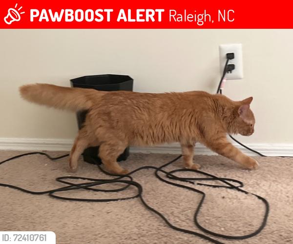 Lost Male Cat last seen potentially last over by The Falls apt. complex's pool, Raleigh, NC 27612