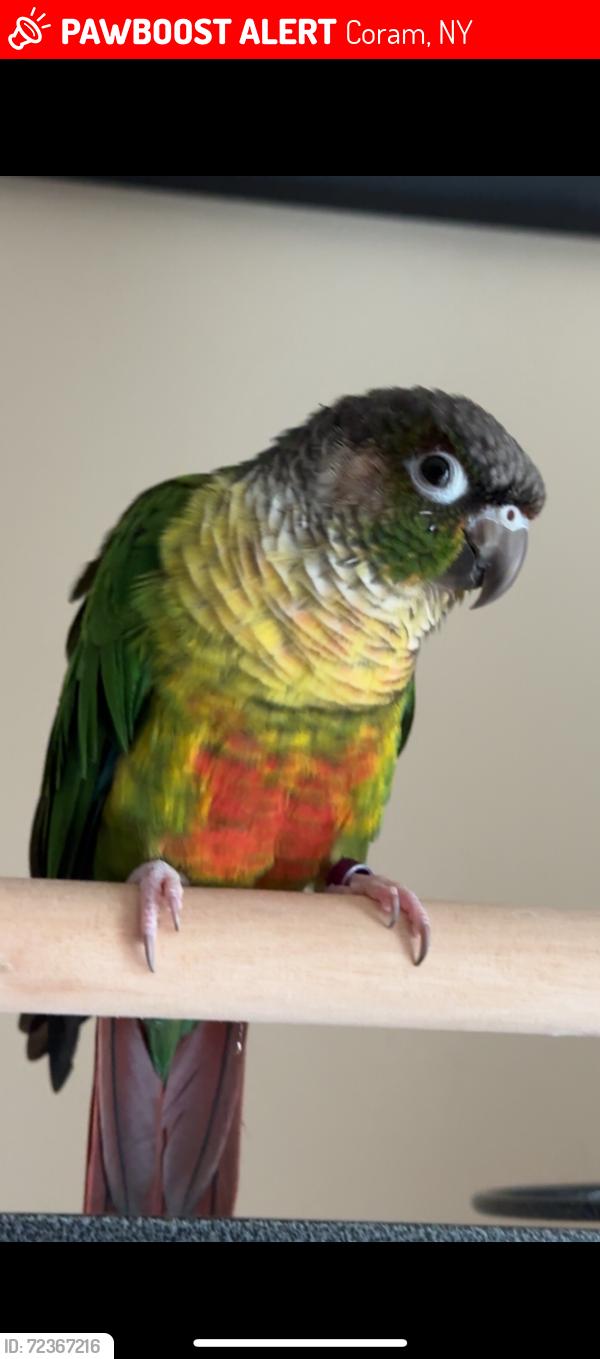 Lost Female Bird last seen Hunt club drive, Coram, NY 11727