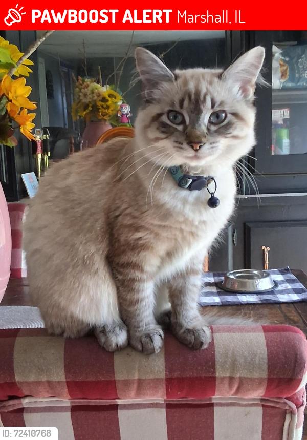Lost Female Cat last seen Clarksville Road, Marshall, IL 62441