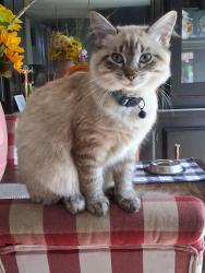 Lost Female Cat last seen Clarksville Road, Marshall, IL 62441