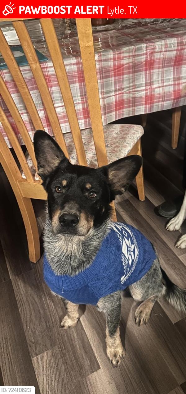 Lost Male Dog last seen Last seen around the entrance towards County Road 6851, Lytle, TX 78052