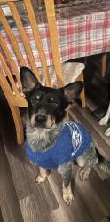 Lost Male Dog last seen Last seen around the entrance towards County Road 6851, Lytle, TX 78052