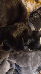 Reunited Female Cat last seen Idahome Rv Resort Main St Middleton Id/ field, Middleton, ID 83644