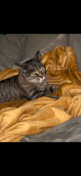 Lost Female Cat last seen Blandena and Alberta, Portland, OR 97217