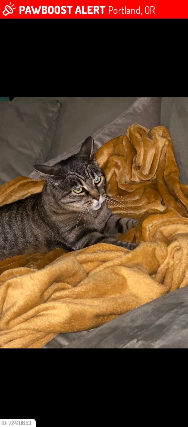 Lost Female Cat last seen Blandena and Alberta, Portland, OR 97217