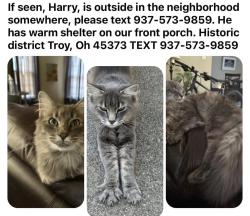 Lost Male Cat last seen Race, Troy, OH 45373