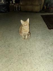 Lost Male Cat last seen Sierra Ave and maple ave, Fresno, CA 93710