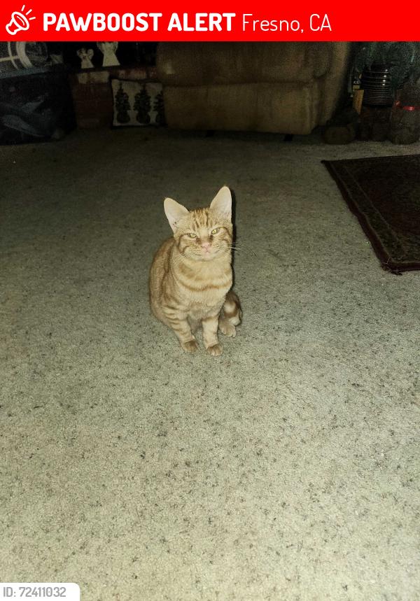 Lost Male Cat last seen Sierra Ave and maple ave, Fresno, CA 93710