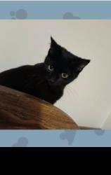 Lost Female Cat last seen Lewisburg gardens, Birmingham, AL 35207