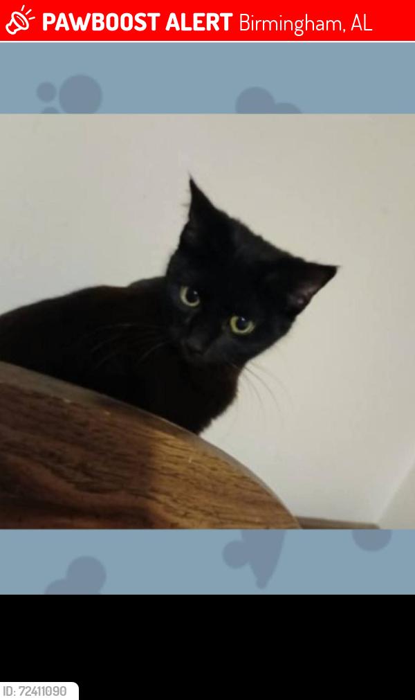 Lost Female Cat last seen Lewisburg gardens, Birmingham, AL 35207